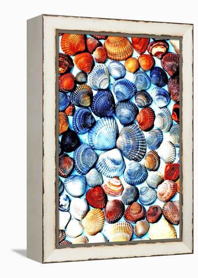 Seashells from the North Sea in Different Colors-Alaya Gadeh-Framed Premier Image Canvas