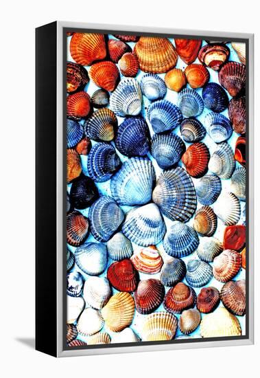 Seashells from the North Sea in Different Colors-Alaya Gadeh-Framed Premier Image Canvas