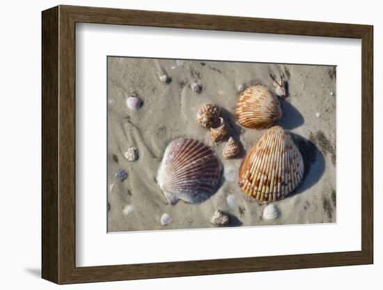 Seashells, Honeymoon Island State Park, Dunedin, Florida, USA-Jim Engelbrecht-Framed Photographic Print