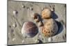 Seashells, Honeymoon Island State Park, Dunedin, Florida, USA-Jim Engelbrecht-Mounted Photographic Print