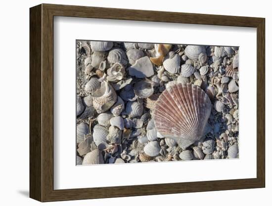 Seashells, Honeymoon Island State Park, Dunedin, Florida, USA-Jim Engelbrecht-Framed Photographic Print