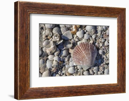 Seashells, Honeymoon Island State Park, Dunedin, Florida, USA-Jim Engelbrecht-Framed Photographic Print