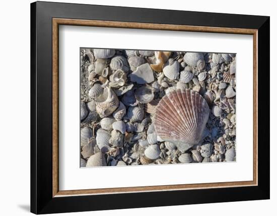 Seashells, Honeymoon Island State Park, Dunedin, Florida, USA-Jim Engelbrecht-Framed Photographic Print