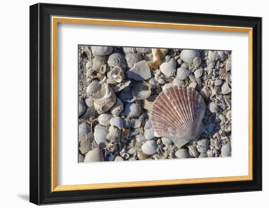 Seashells, Honeymoon Island State Park, Dunedin, Florida, USA-Jim Engelbrecht-Framed Photographic Print