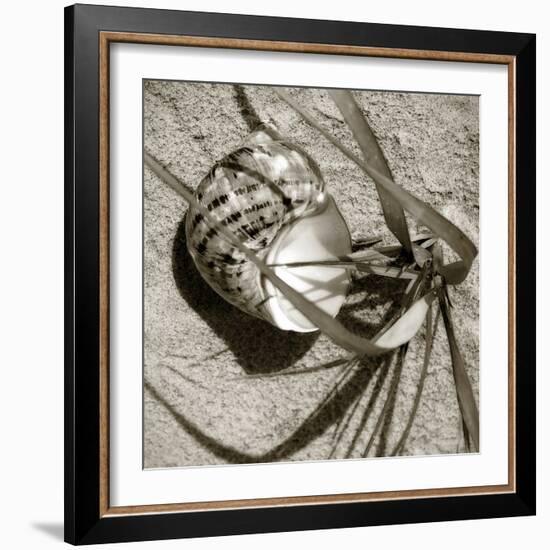 Seashells III-Alan Hausenflock-Framed Photographic Print