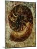 Seashells IX-Jodi Maas-Mounted Giclee Print