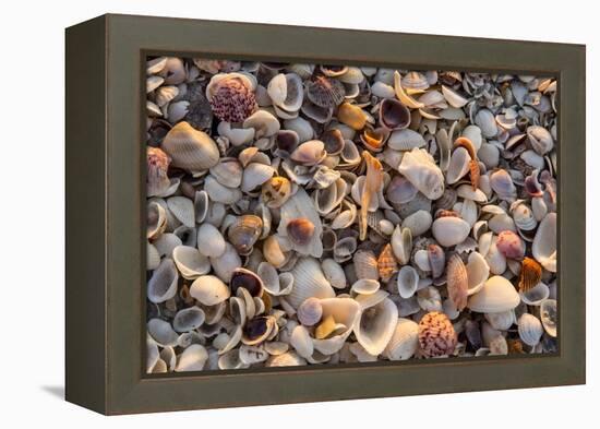 Seashells on Sanibel Island, Florida, USA-Chuck Haney-Framed Premier Image Canvas