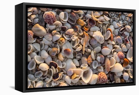 Seashells on Sanibel Island, Florida, USA-Chuck Haney-Framed Premier Image Canvas