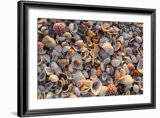 Seashells on Sanibel Island, Florida, USA-Chuck Haney-Framed Photographic Print