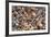 Seashells on Sanibel Island, Florida, USA-Chuck Haney-Framed Photographic Print