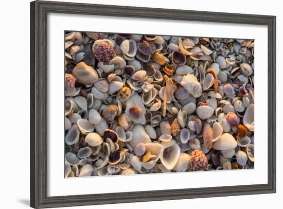 Seashells on Sanibel Island, Florida, USA-Chuck Haney-Framed Photographic Print