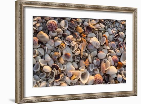 Seashells on Sanibel Island, Florida, USA-Chuck Haney-Framed Photographic Print