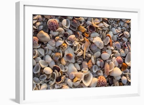 Seashells on Sanibel Island, Florida, USA-Chuck Haney-Framed Photographic Print