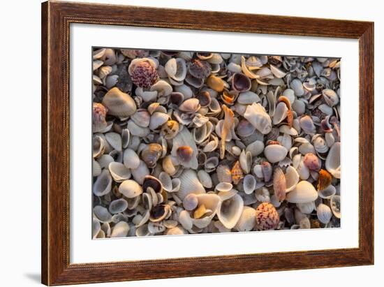 Seashells on Sanibel Island, Florida, USA-Chuck Haney-Framed Photographic Print