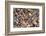 Seashells on Sanibel Island, Florida, USA-Chuck Haney-Framed Photographic Print