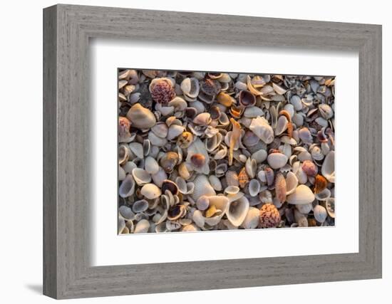 Seashells on Sanibel Island, Florida, USA-Chuck Haney-Framed Photographic Print