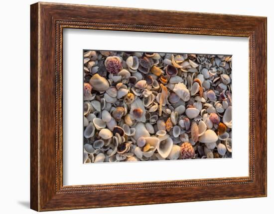 Seashells on Sanibel Island, Florida, USA-Chuck Haney-Framed Photographic Print