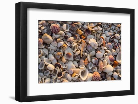 Seashells on Sanibel Island, Florida, USA-Chuck Haney-Framed Photographic Print