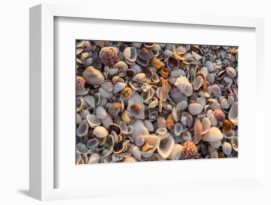 Seashells on Sanibel Island, Florida, USA-Chuck Haney-Framed Photographic Print