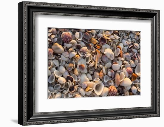 Seashells on Sanibel Island, Florida, USA-Chuck Haney-Framed Photographic Print