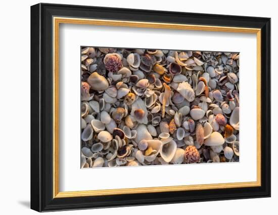 Seashells on Sanibel Island, Florida, USA-Chuck Haney-Framed Photographic Print