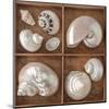 Seashells Treasures I-Assaf Frank-Mounted Art Print