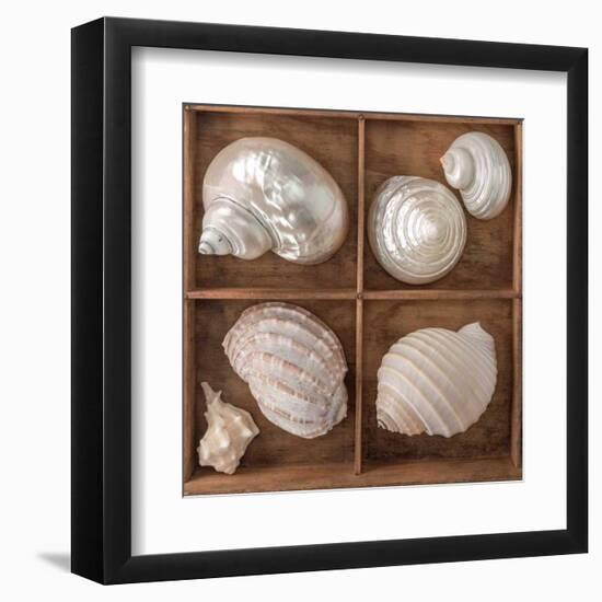 Seashells Treasures II-Assaf Frank-Framed Art Print