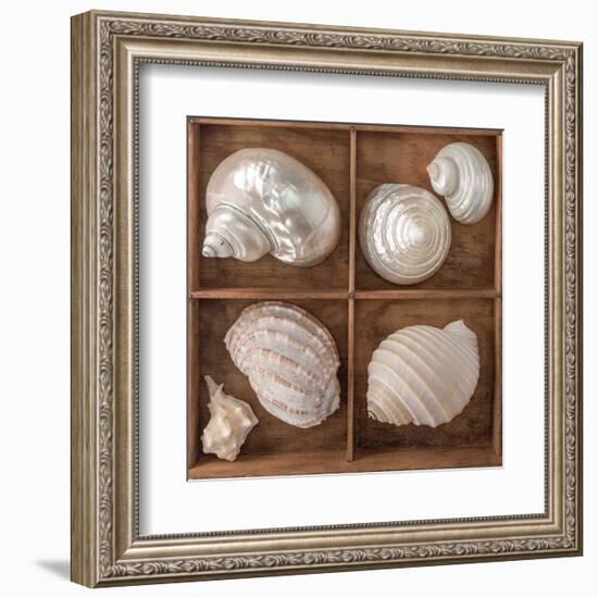 Seashells Treasures II-Assaf Frank-Framed Art Print