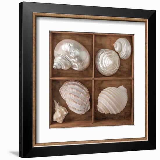 Seashells Treasures II-Assaf Frank-Framed Art Print