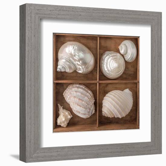 Seashells Treasures II-Assaf Frank-Framed Art Print