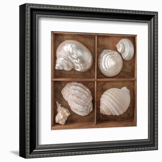 Seashells Treasures II-Assaf Frank-Framed Art Print