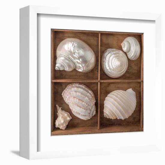 Seashells Treasures II-Assaf Frank-Framed Art Print