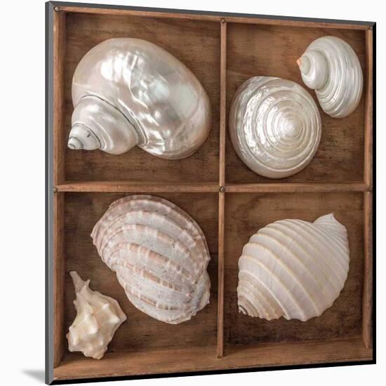 Seashells Treasures II-Assaf Frank-Mounted Art Print