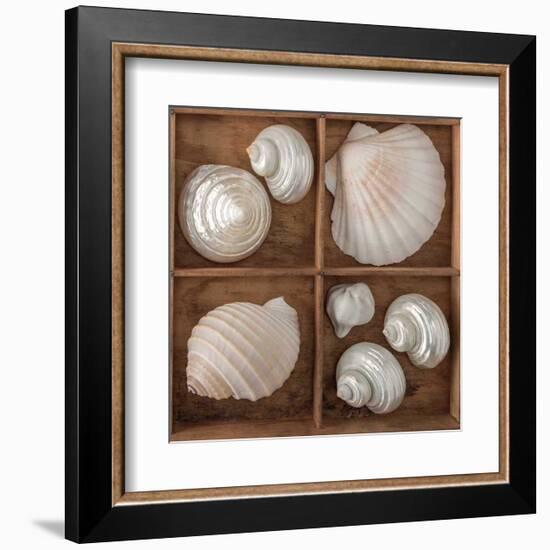 Seashells Treasures III-Assaf Frank-Framed Art Print