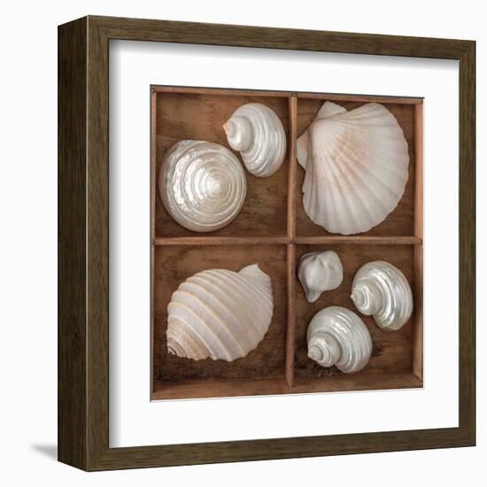 Seashells Treasures III-Assaf Frank-Framed Art Print