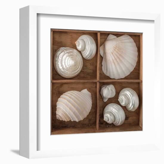 Seashells Treasures III-Assaf Frank-Framed Art Print