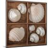 Seashells Treasures III-Assaf Frank-Mounted Art Print