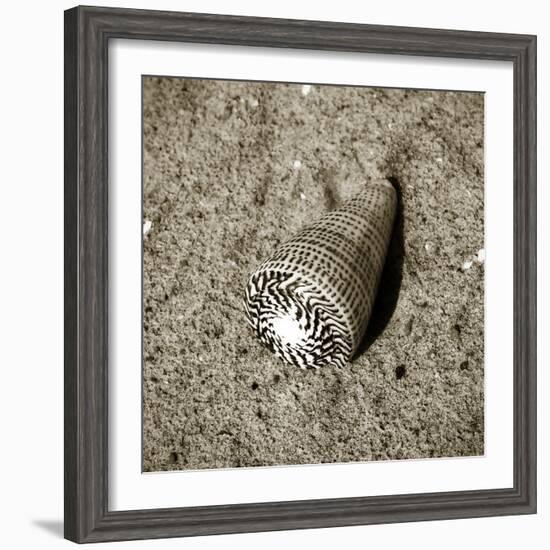 Seashells VI-Alan Hausenflock-Framed Photographic Print