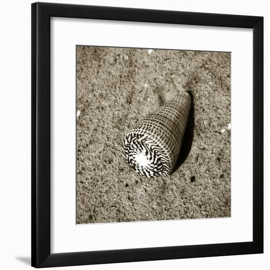 Seashells VI-Alan Hausenflock-Framed Photographic Print