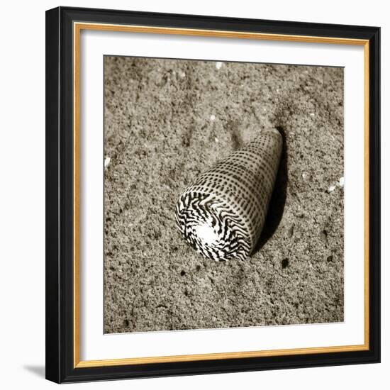 Seashells VI-Alan Hausenflock-Framed Photographic Print