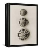 Seashells-Graeme Harris-Framed Premier Image Canvas