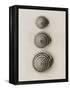 Seashells-Graeme Harris-Framed Premier Image Canvas