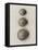 Seashells-Graeme Harris-Framed Premier Image Canvas