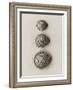Seashells-Graeme Harris-Framed Photographic Print