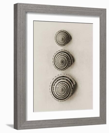 Seashells-Graeme Harris-Framed Photographic Print