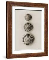 Seashells-Graeme Harris-Framed Photographic Print