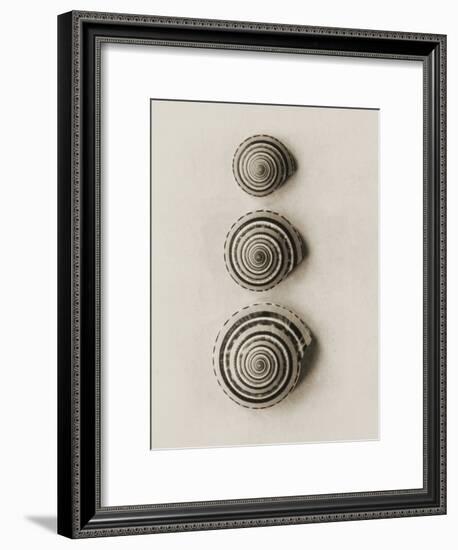 Seashells-Graeme Harris-Framed Photographic Print