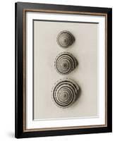 Seashells-Graeme Harris-Framed Photographic Print