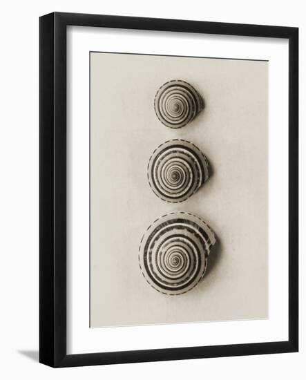 Seashells-Graeme Harris-Framed Photographic Print