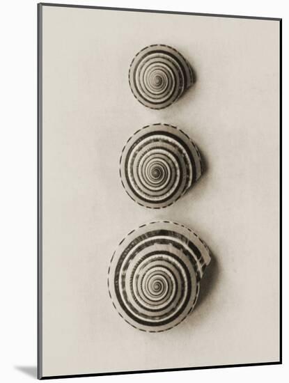 Seashells-Graeme Harris-Mounted Photographic Print